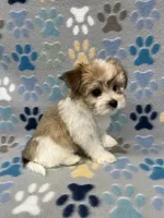 Sunny, a male Morkie for sale in Sycamore, GA – 6 of 8