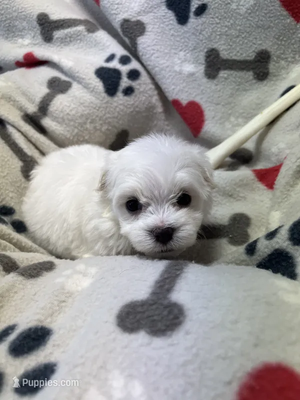 Jeffery  – Maltese puppy for sale in Sycamore, GA