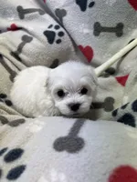 Jeffery , a male Maltese for sale in Sycamore, GA – 1 of 7