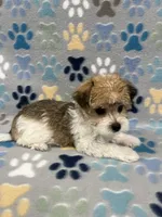 Lucky, a male Morkie for sale in Sycamore, GA – 3 of 10