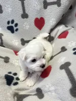 Max, a male Maltese for sale in Sycamore, GA – 1 of 7