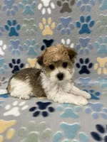 Lucky, a male Morkie for sale in Sycamore, GA – 6 of 10