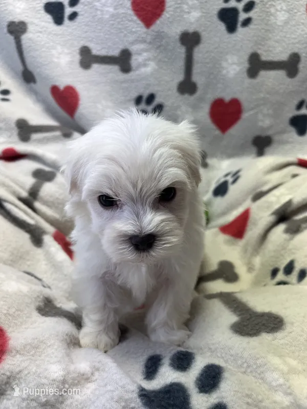 Justin – Maltese puppy for sale in Sycamore, GA