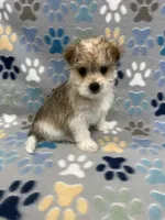 Chief, a male Morkie for sale in Sycamore, GA – 9 of 10