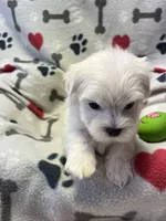 Justin, a male Maltese for sale in Sycamore, GA – 3 of 10