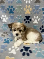 Sunny, a male Morkie for sale in Sycamore, GA – 4 of 8