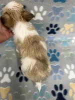 Joy, a female Morkie for sale in Sycamore, GA – 8 of 8