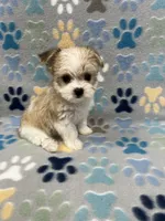 Joy, a female Morkie for sale in Sycamore, GA – 5 of 8