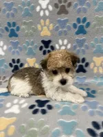 Lucky, a male Morkie for sale in Sycamore, GA – 4 of 10
