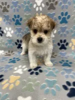 Chief, a male Morkie for sale in Sycamore, GA – 3 of 10