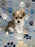 Chief, a male Morkie for sale in Sycamore, GA – 6 of 10