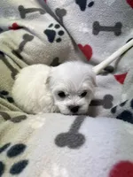 Jeffery , a male Maltese for sale in Sycamore, GA – 2 of 7