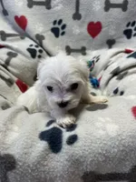 Jake, a male Maltese for sale in Sycamore, GA – 2 of 7