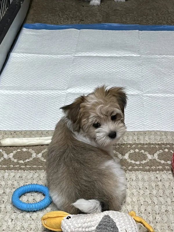 Sunny – Morkie puppy for sale in Sycamore, GA