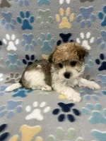 Lucky, a male Morkie for sale in Sycamore, GA – 8 of 10