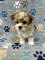 Sunny, a male Morkie for sale in Sycamore, GA – 7 of 8