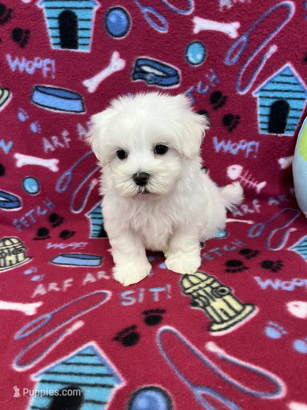 Justin – Maltese puppy for sale in Sycamore, GA