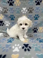 Flower, a female Maltipoo for sale in Sycamore, GA – Photo 5 of 9