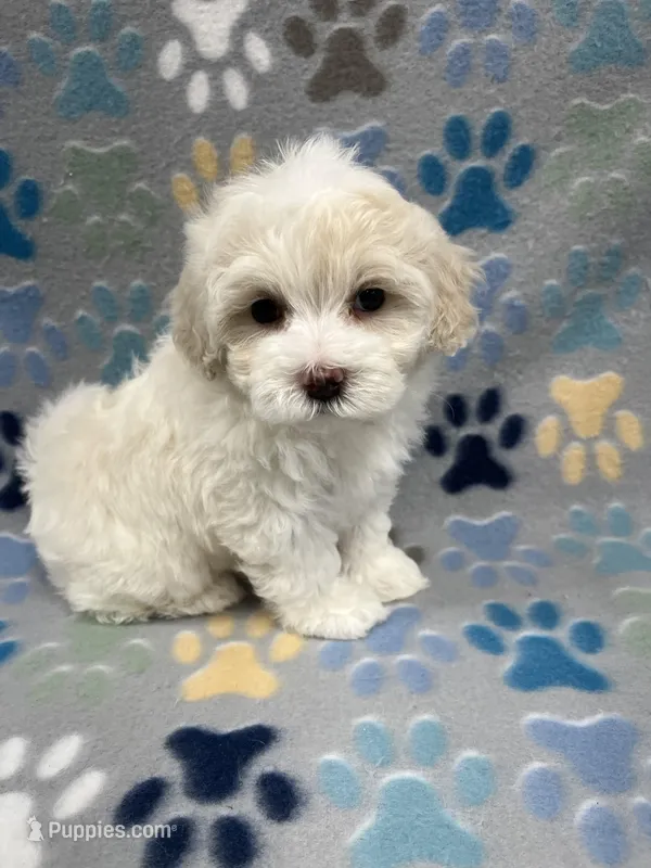 Flower – Maltipoo puppy for sale in Sycamore, GA