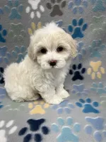 Flower, a female Maltipoo for sale in Sycamore, GA – Photo 1 of 9