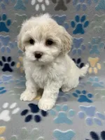 Flower, a female Maltipoo for sale in Sycamore, GA – Photo 3 of 9