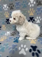 Flower, a female Maltipoo for sale in Sycamore, GA – Photo 2 of 9