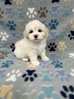 Flower, a female Maltipoo for sale in Sycamore, GA – Photo 8 of 9
