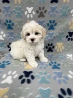 Flower, a female Maltipoo for sale in Sycamore, GA – Photo 7 of 9
