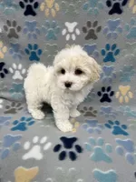 Flower, a female Maltipoo for sale in Sycamore, GA – Photo 4 of 9
