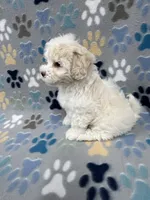 Flower, a female Maltipoo for sale in Sycamore, GA – Photo 9 of 9