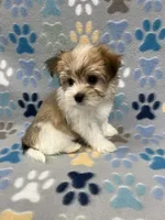 Sunny, a male Morkie for sale in Sycamore, GA – 1 of 8