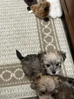 Chris, a male Maltese and Biewer for sale in Sycamore, GA – Photo 4 of 10