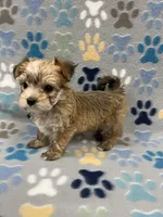 Chris, a male Maltese and Biewer for sale in Sycamore, GA – Photo 6 of 10