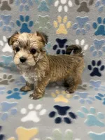 Chris, a male Maltese and Biewer for sale in Sycamore, GA – Photo 5 of 10