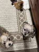 Chris, a male Maltese and Biewer for sale in Sycamore, GA – Photo 10 of 10