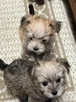Chris, a male Maltese and Biewer for sale in Sycamore, GA – Photo 9 of 10