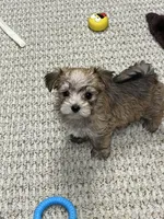 Chris, a male Maltese and Biewer for sale in Sycamore, GA – Photo 2 of 10