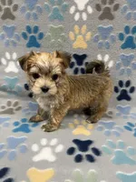 Chris, a male Maltese and Biewer for sale in Sycamore, GA – Photo 8 of 10