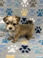Chris, a male Maltese and Biewer for sale in Sycamore, GA – Photo 7 of 10