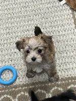 Chris, a male Maltese and Biewer for sale in Sycamore, GA – Photo 1 of 10