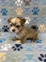 Chris, a male Maltese and Biewer for sale in Sycamore, GA – Photo 3 of 10