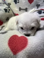 Jeffery , a male Maltese for sale in Sycamore, GA – 4 of 7