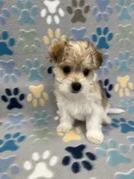 Chief, a male Morkie for sale in Sycamore, GA – 2 of 10