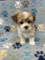 Sunny, a male Morkie for sale in Sycamore, GA – 3 of 8
