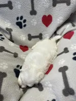 Max, a male Maltese for sale in Sycamore, GA – 5 of 7