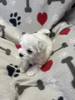 Max, a male Maltese for sale in Sycamore, GA – 7 of 7