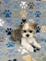Charmer, a male Morkie for sale in Sycamore, GA – 10 of 10