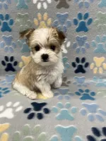 Joy, a female Morkie for sale in Sycamore, GA – 6 of 8