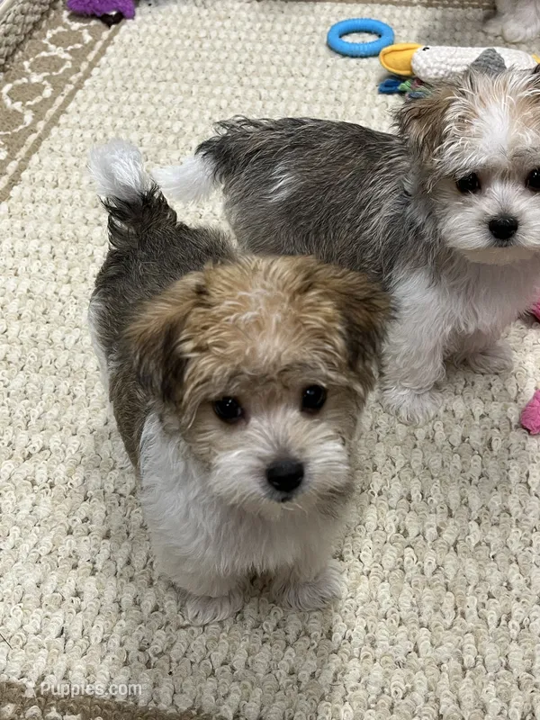 Lucky – Morkie puppy for sale in Sycamore, GA