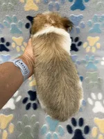 Sunny, a male Morkie for sale in Sycamore, GA – 8 of 8